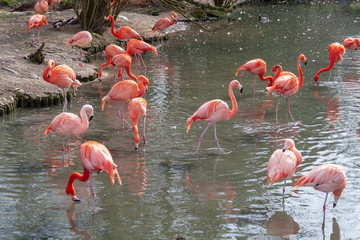 Flamingos