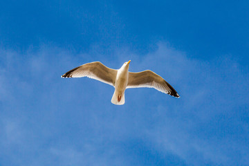 A Seagull in Flight