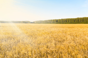 Rural landscape with a field of grain 