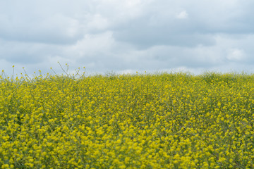 Obraz premium Field with yellow flowers against the sky with clouds in the city park on a spring sunny day