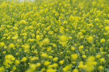 Fototapeta premium Yellow flowers in the city park on a spring sunny day