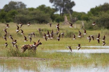 African Wild Dog, Lycaon pictus, alfa female alerted in the water behind the flying flock of Black-winged pratincole. African wildlife photography. Safari in Moremi, Okavango delta, Botswana.