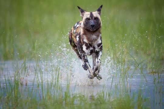 African Wild Dog, Lycaon pictus, running in the splashing water directly at camera.   African wildlife photography, low angle and colorful light. Moremi national park, Okavango delta, Botswana.