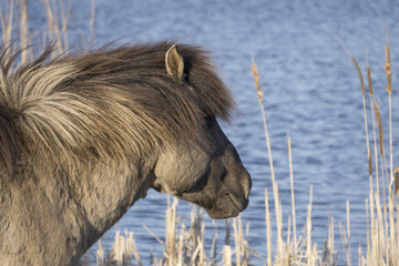 Wild horses in the Netherlands © Barbara