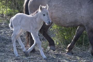 wild horse in the netherlands