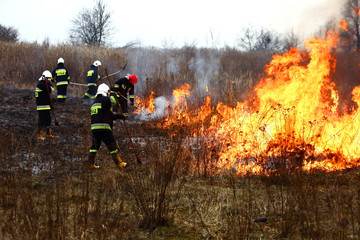 Naklejka premium Guard during fire fighting on dry meadows.