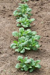 Potato cultivation/Budding