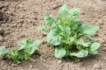 Potato cultivation/Budding