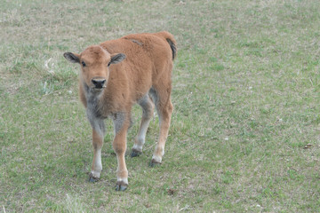 Fototapeta premium Buffalo calf