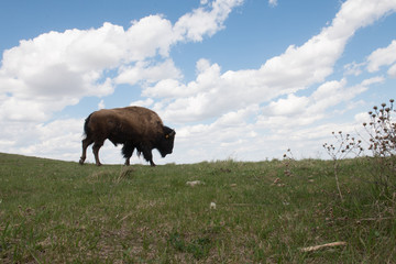 Buffalo in Pasture