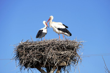 stork returning to their nests in the spring months, the stork's nest, the two storks,
