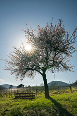 blühender Mandelbaum im Weinberg