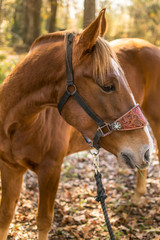 Obraz premium animal