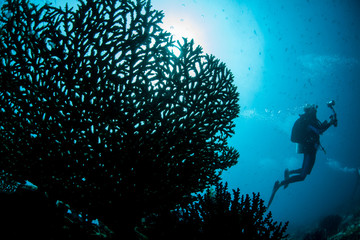 Delicate Coral and Scuba Diver in Blue Water