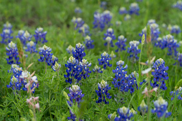 Obraz premium Bluebonnet flowers in the spring park