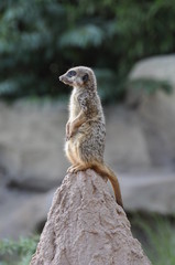 Erdmännchen, Tier