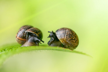 a couple of snails