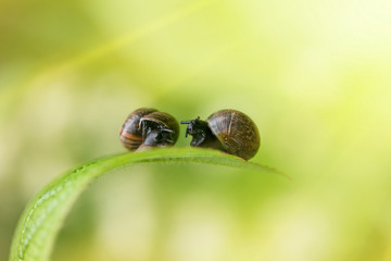 a couple of snails