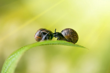 a couple of snails