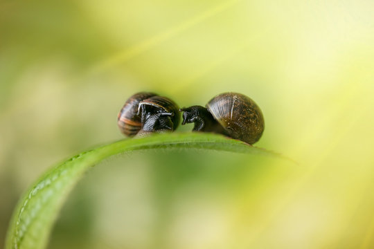 a couple of snails