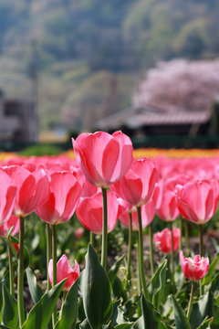 ピンクのチューリップ　桜背景