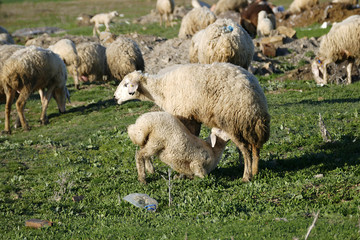 sucking lamb's mother, 
