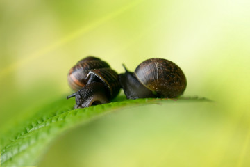 a couple of snails