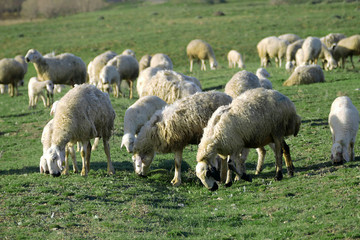Obraz premium sheep and lambs grazing in the pasture, 