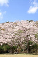 Fototapeta na wymiar 東伊豆クロスカントリーコースの桜並木