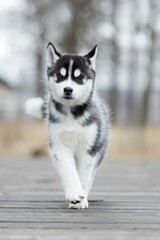 Cute puppy Siberian husky black and white running on the ground