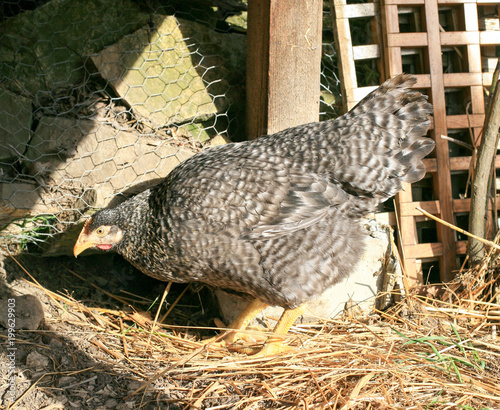 Poule Grise Au Poulailler Stock Photo And Royalty Free Images On