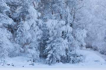 Trees covered in frost snow nature winter scene