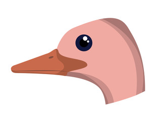 wild ostrich australian bird head