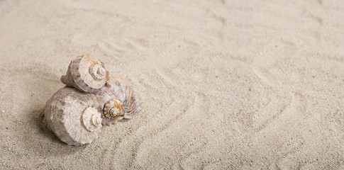 Fototapeta na wymiar sea shell on the sands