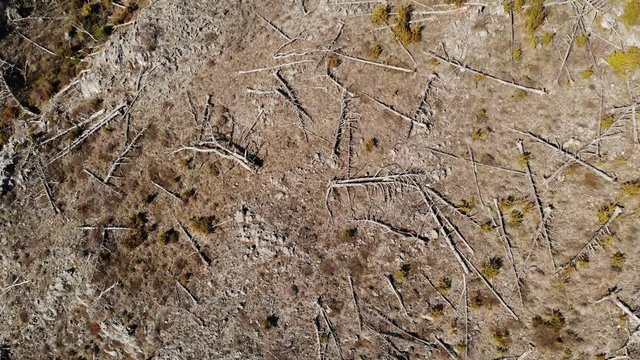 un paysage d'arbre mort en montagne d&eacute;truit par des chenilles processionnaires 