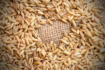 Grains of cereal crops oats scattered on a bag.