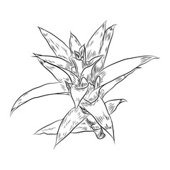 Hand drawn agave and aloe plant, cactus family. Desert exotic plants succulents. Vector.