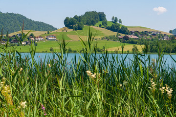 Schilf am Seeufer mit Hügel im Hintergrund © lexpixelart