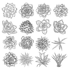 Cactus fashion set design. Cacti mood collection. Sketchy hand drawn style illustration. Succulent terrarium collection. Wild floral exotic tropical forest. Vector.