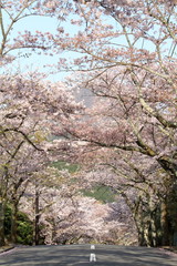 伊豆高原桜並木