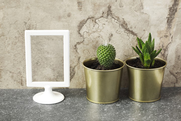 Mock up frame and cactus and succulent plants in pots