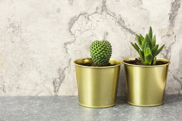 Cactus and succulent plants in pots