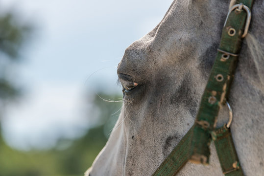 Słowenia  - 21 sierpnia 2017: Koń lipicański w sierpniowy, słoneczny dzień