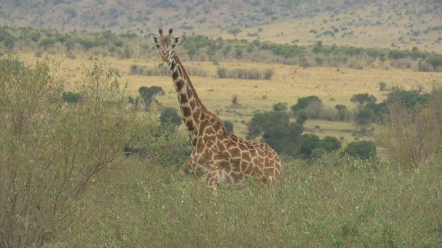 Maasai giraffe standing between bushes