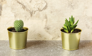 Cactus and succulent plants in pots.