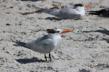 plage mer sable