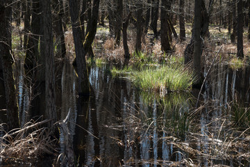 Sumpfwald im Frühling