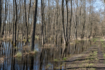 Sumpfwald im Frühling
