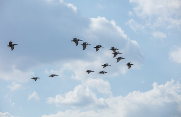 flock of pelicans soaring high over head in a blue sky on a sunny day