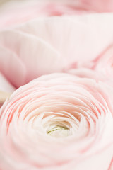many layered petals. Persian buttercup. Bunch pale pink ranunculus flowers light background. Wallpaper, Vertical photo